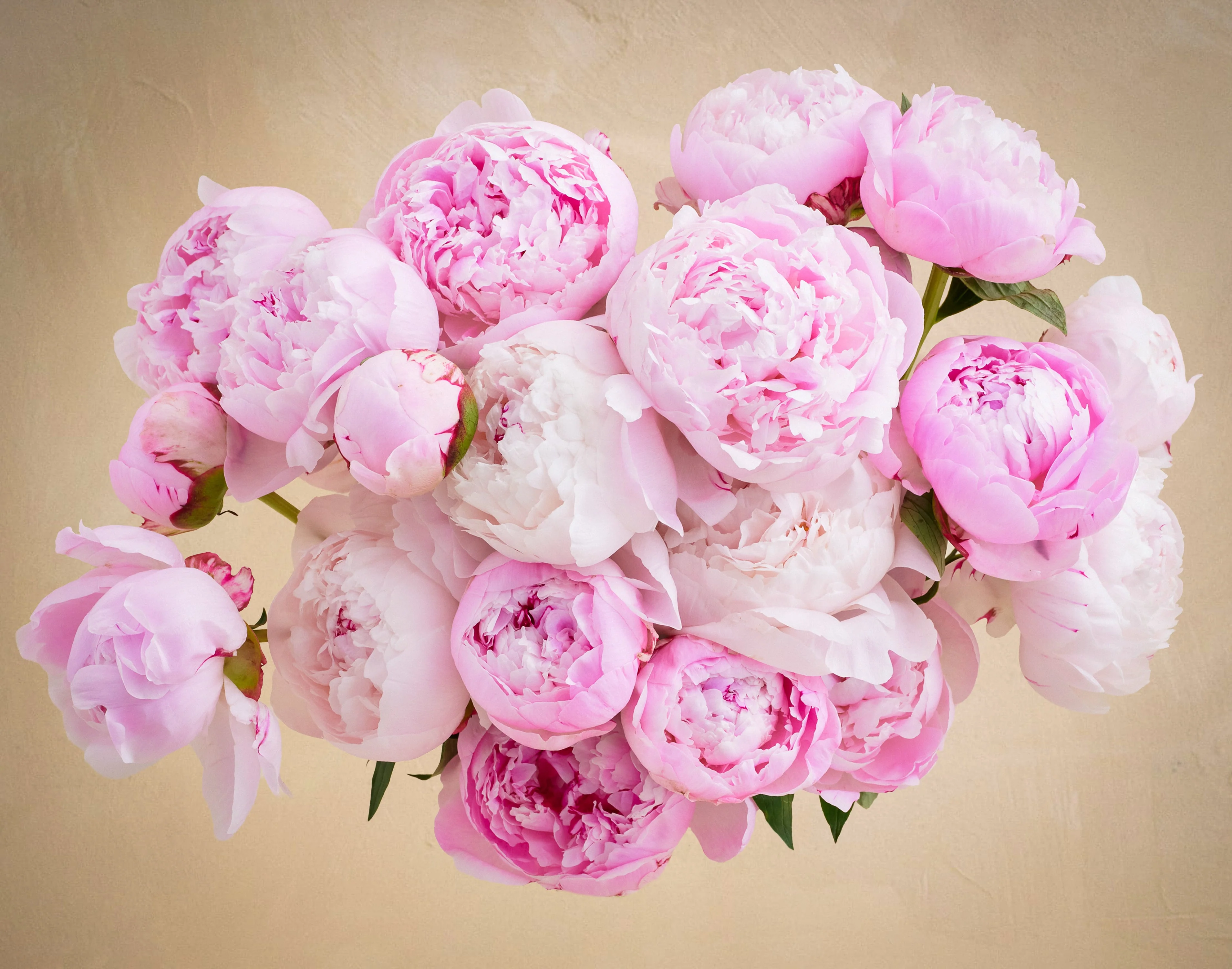Double the Peony - Image 3