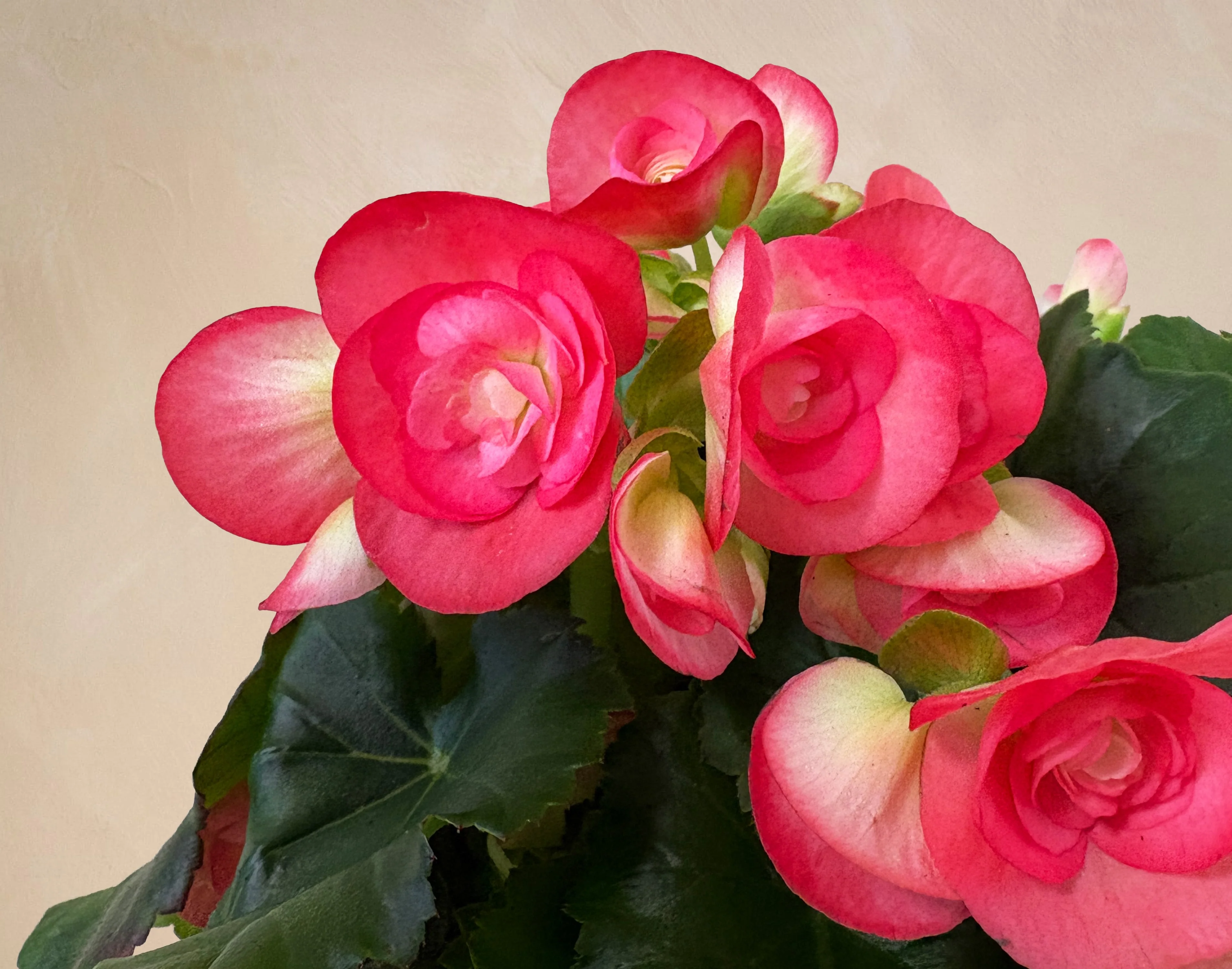 The First Bloom - Image 2