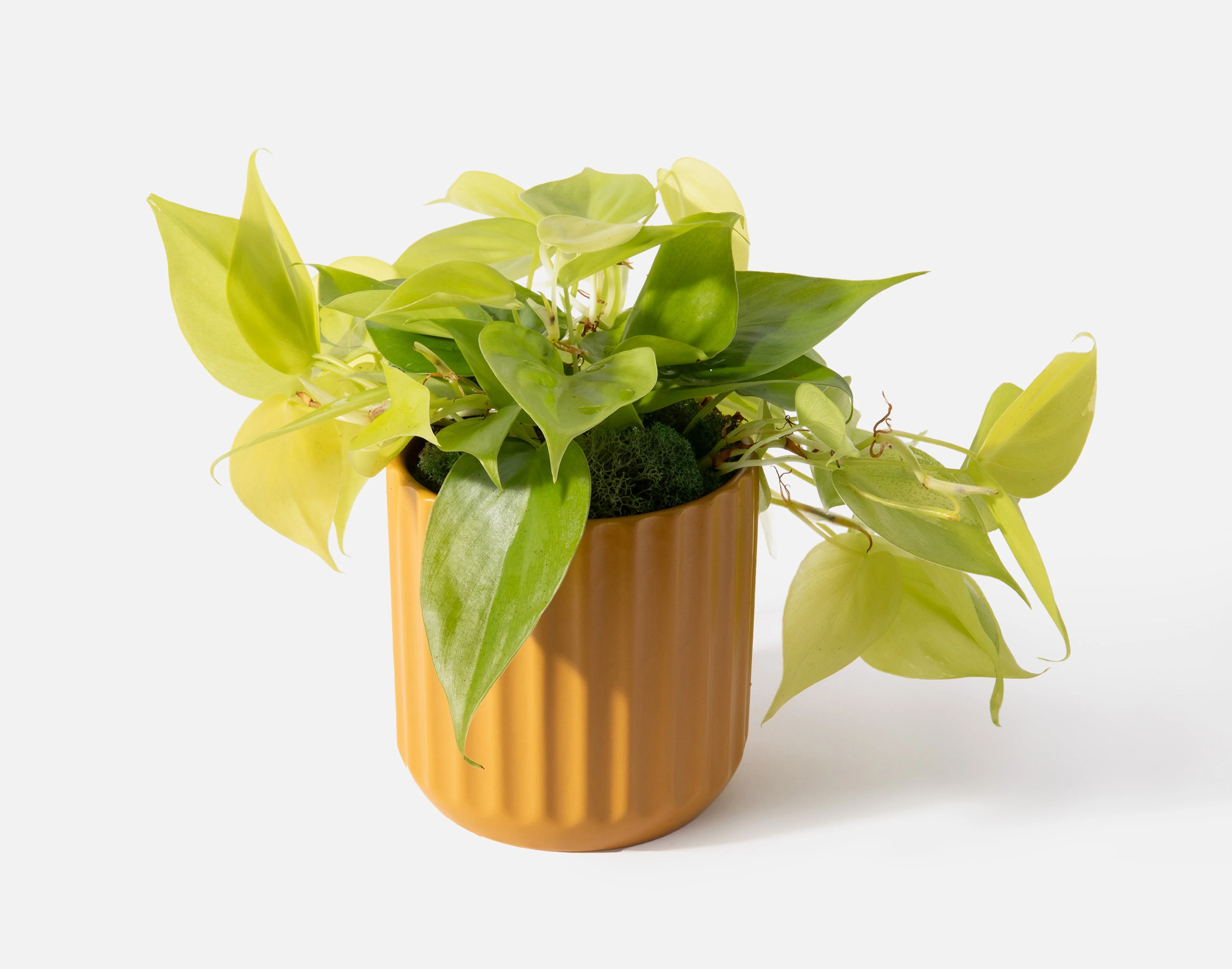 The Golden - Image 3