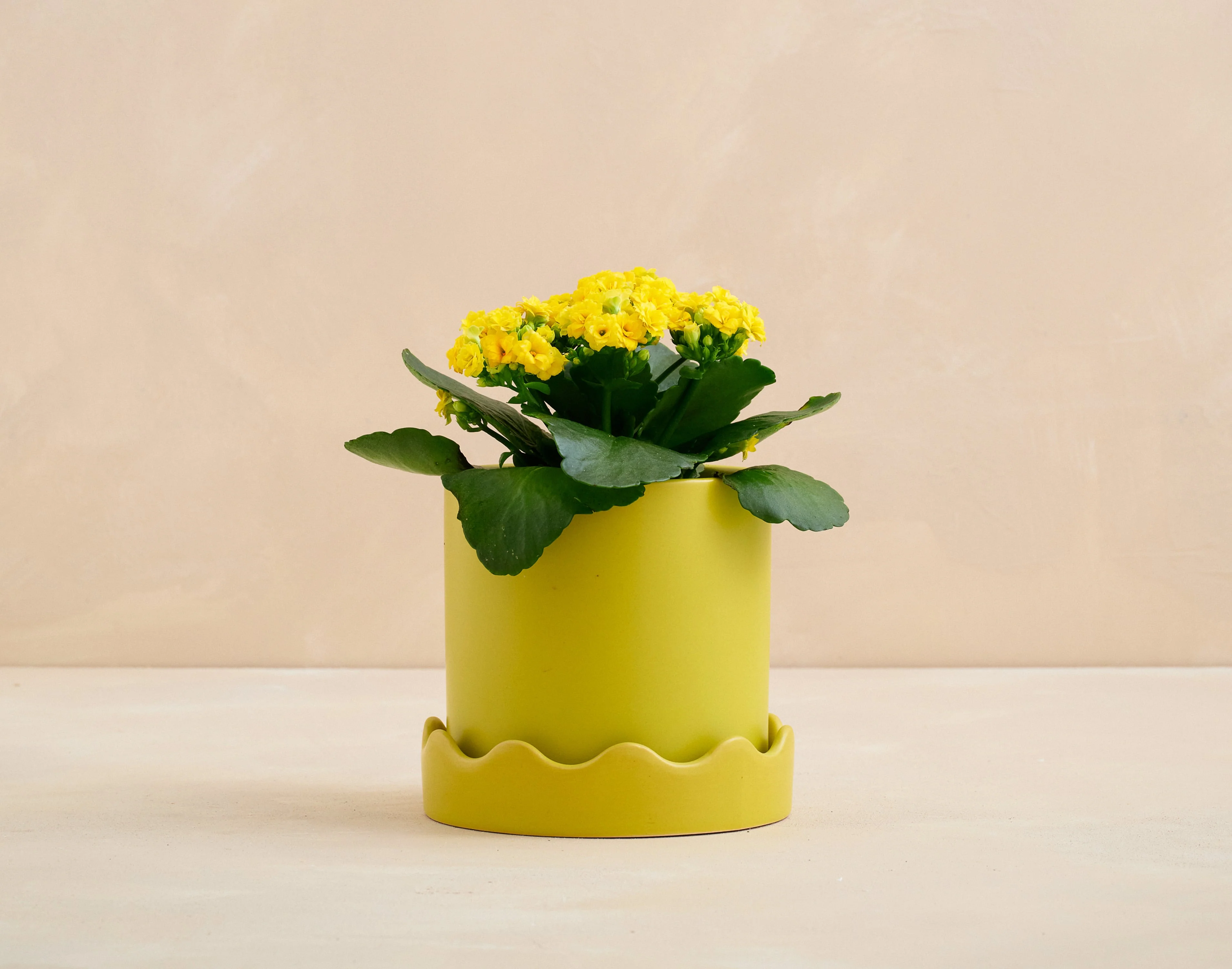 The Pocket Full of Sunshine - Image 5