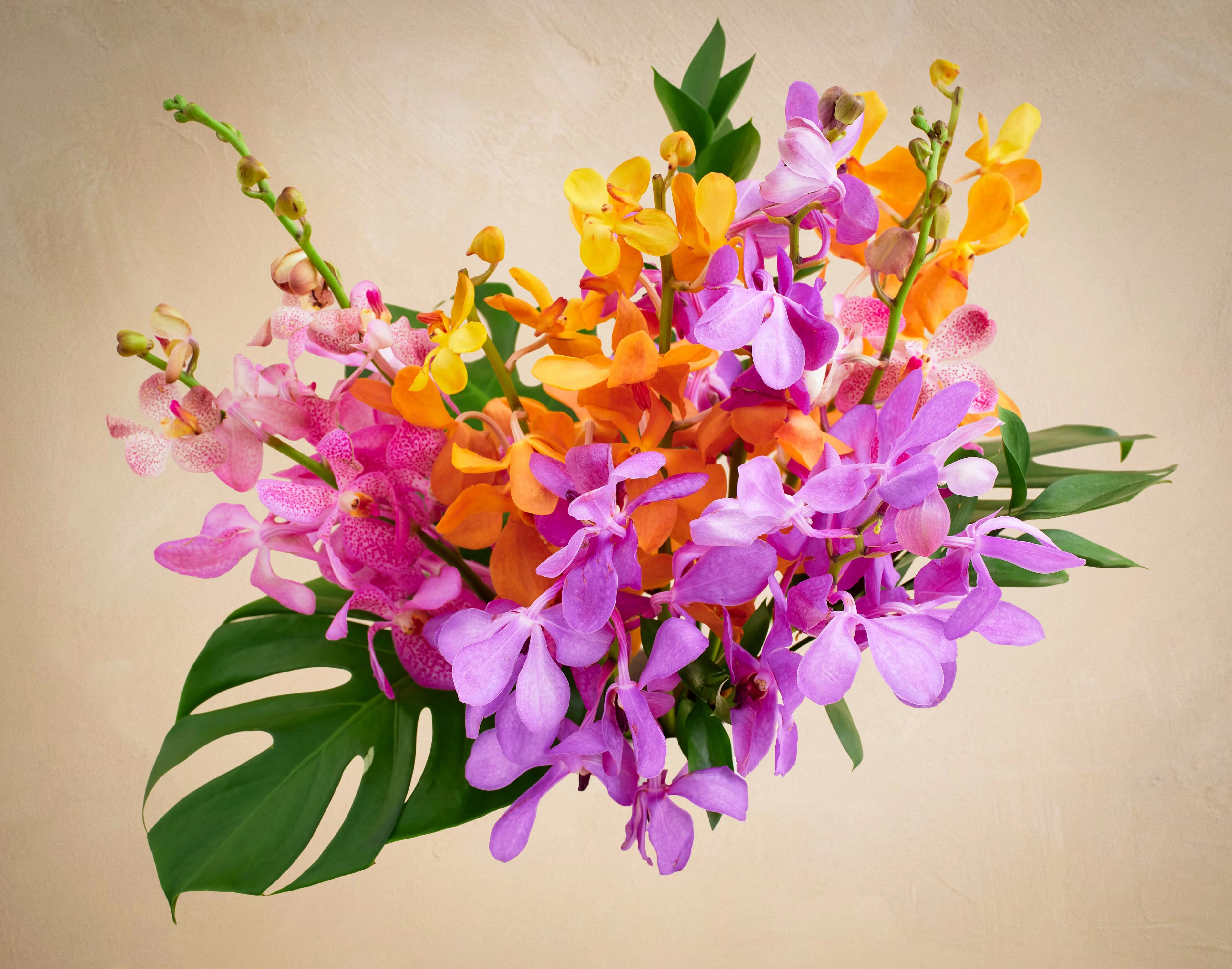 The Tropical Wave - Image 2