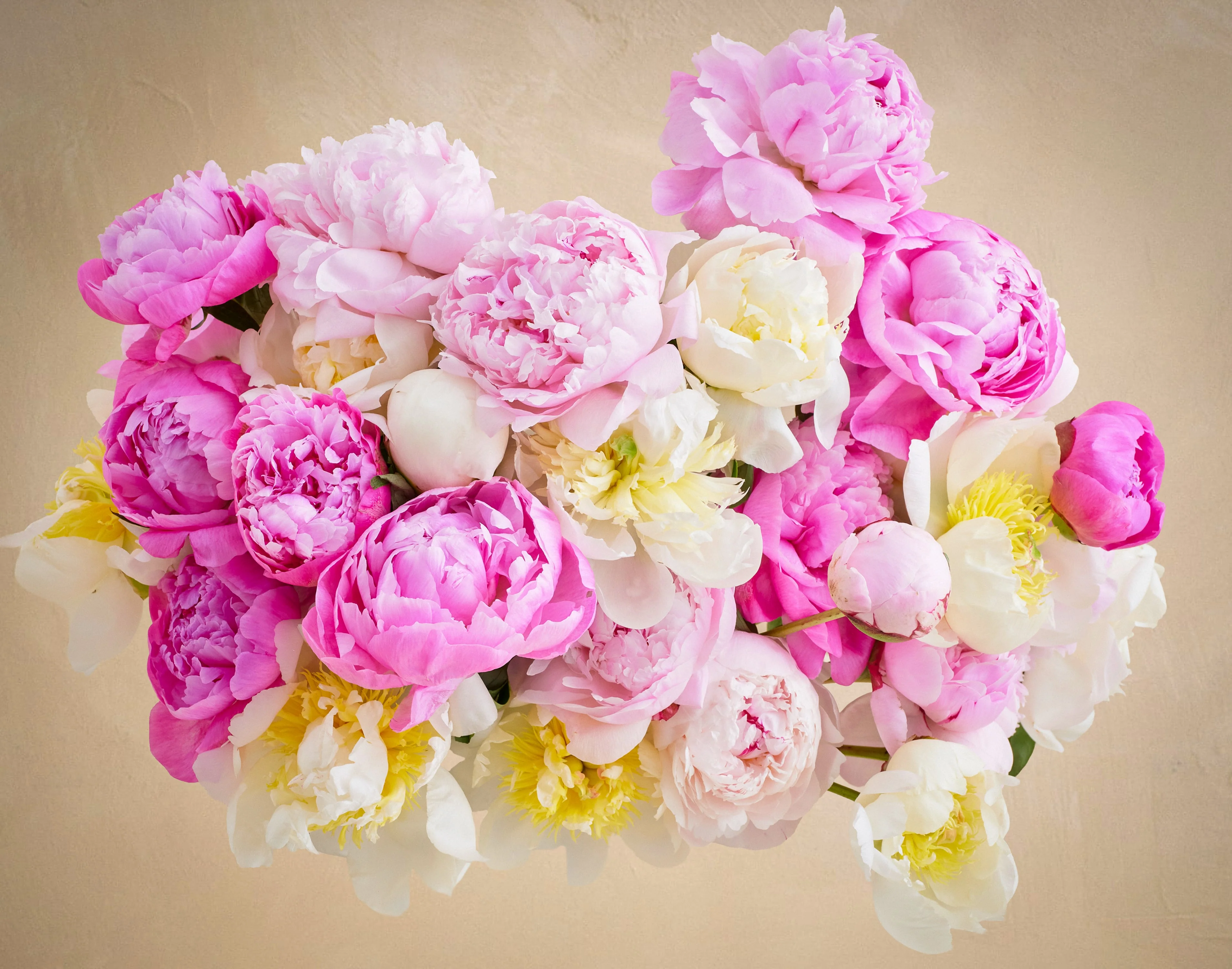 Triple the Grower's Choice Peony - Image 2